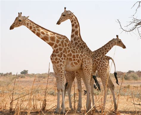 West African Giraffe Giraffa Camelopardalis Peralta Aka White