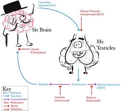 Sir Brain And Mr Testicles — Doctor K Private Medicine
