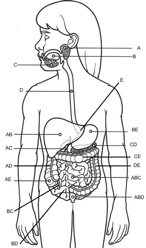 The torso or trunk is an anatomical.torso diagram human anatomy. Digestive System Labeling | AnatomyCorner | Digestive system diagram, Digestive system, Human ...