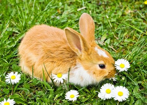 Cute Rabbit Eating Baby Rabbit Eating Flowers On Green Grass Spon
