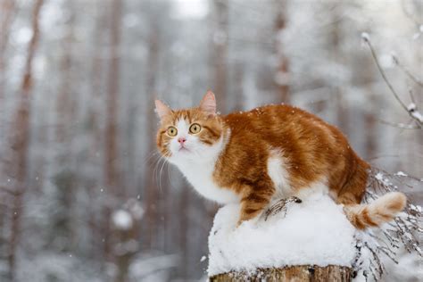 Brown And White Tabby Cat Winter Snow Animals Cat Hd Wallpaper
