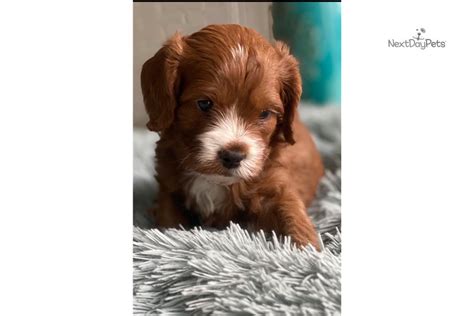 Maybe you would like to learn more about one of these? Java: Cavapoo puppy for sale near Dallas / Fort Worth ...
