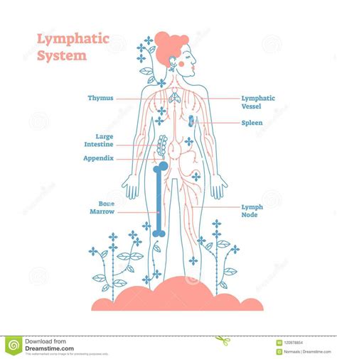 Anatomy Lymphatic System Labeled