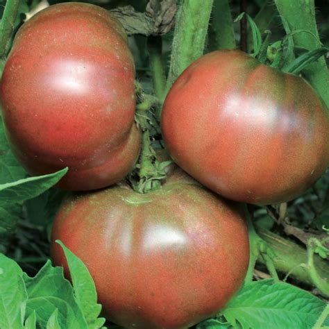 Heirloom Tomato Varieties Hgtv