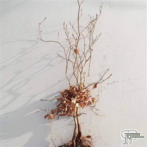 Buy Common Green Beech Hedging Bare Root Fagus Sylvatica For Uk Delivery