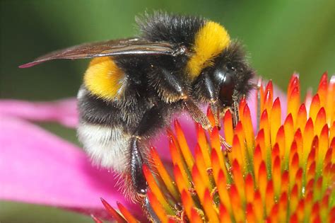 Erdbienen sind wichtige bestäuber in der natur: Insekten und Spinnen- NABU Niedersachsen