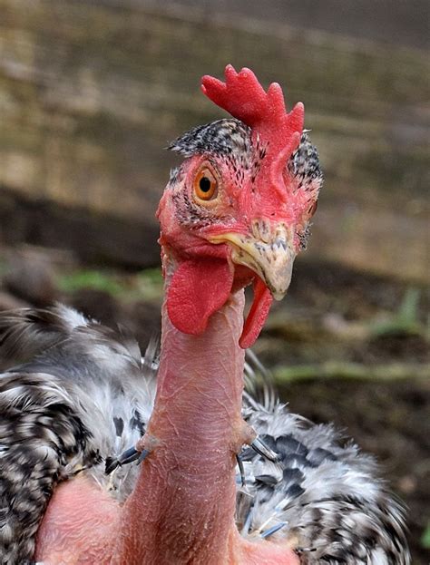 27 Best Naked Neck Chickens Images On Pinterest Breeds Of Chickens