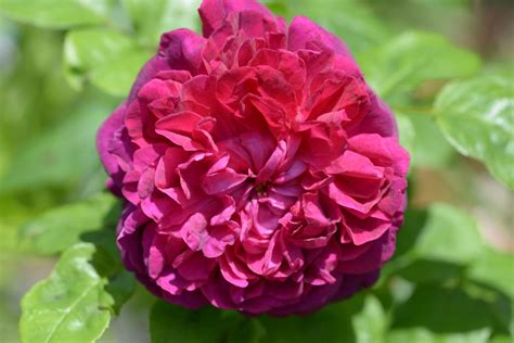 Fragrant Old Purple Rose Rot 100 Cm David Austin 1982 Rosa
