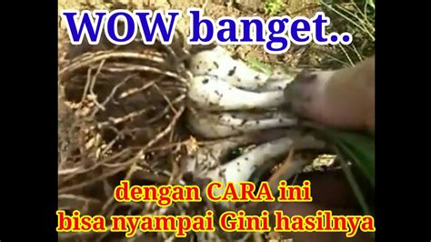 Cara Budidaya Bawang Batak Atau Lokio Terbaru Tergampang Agar Anakan