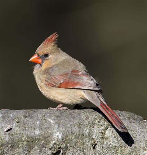 Female Northern Cardinal Stock Photo Image Of Beak Bird 30146092