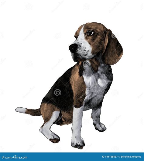Dog Breed Beagle Sitting Full Length And Looking Sideways Stock Vector