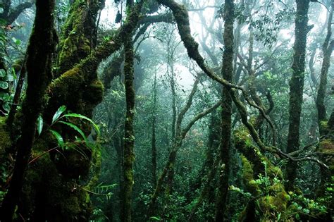Tropical Rainforest Heritage Of Sumatra Sumatra Indonesia