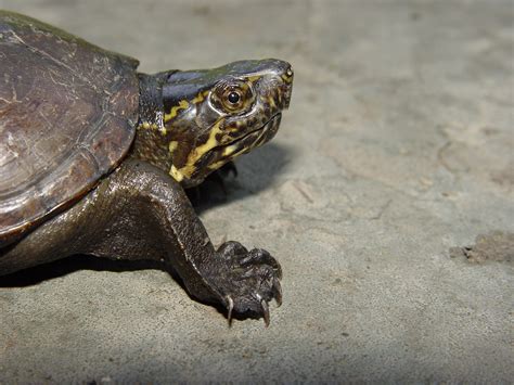 Eastern Mud Turtle Kinosternon Subrubrum Amphibians And Reptiles Of