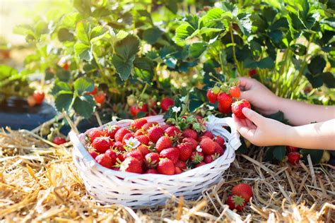 Where To Go Strawberry Picking In Texas 10 Charming U Pick Farms