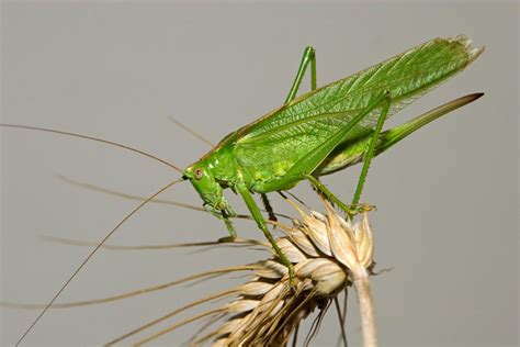 great green bush cricket mnhnl data portal
