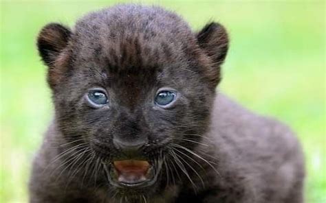 Pin By Patricia Eisele On Black Panther ⬛ Animals Baby Leopard Cute