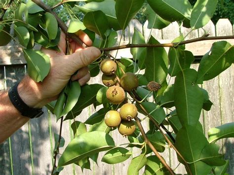 Garden Guru Harvey Cotten Mystery Of The Tiny Pear Tree Solved