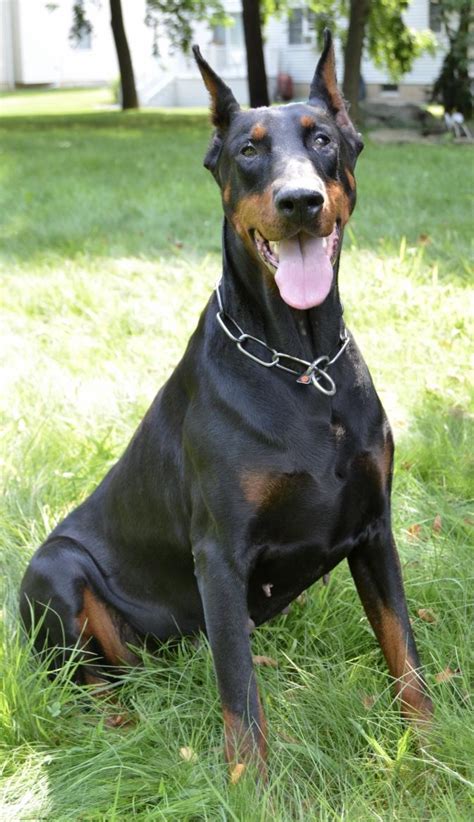 Doberman Pinscher