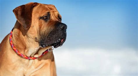 Boerboel Dog Breed Information Facts Traits Pictures And More
