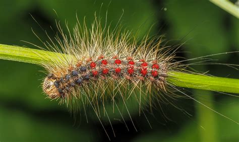Spongy Moth Declared Pest Agriculture And Food