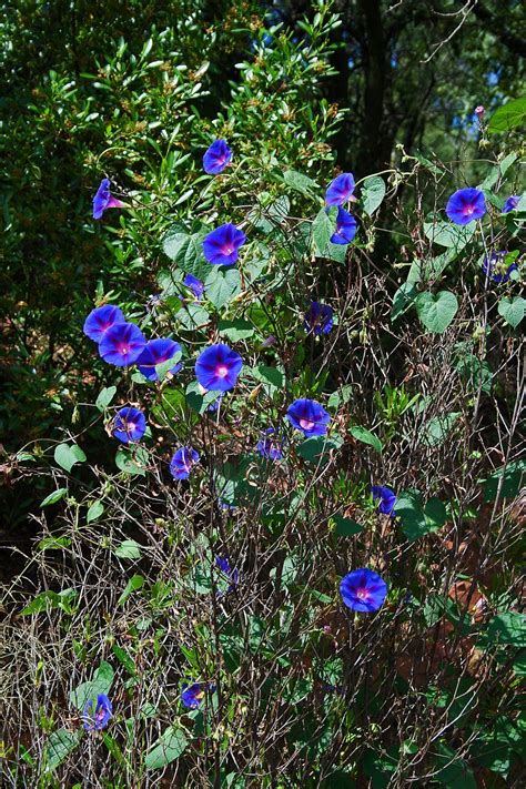 And when talking about morning glory flowers, they are amongst the most cheerful and beautiful flowers i have ever seen. Purple Flowers Of Morning Glory Free Stock Photo - Public ...
