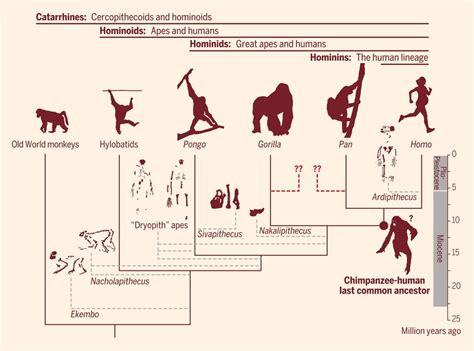Examples Of Hominids