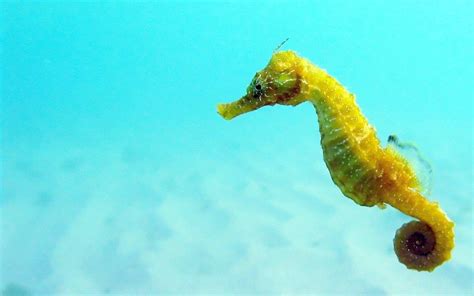 Seahorse Wallpapers Wallpaper Cave HD Wallpapers Download Free Map Images Wallpaper [wallpaper684.blogspot.com]