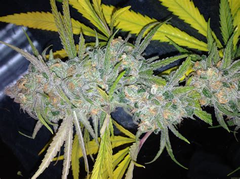 Strain Gallery Strawberry Cough Clone Only Strains Pic