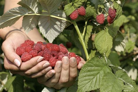 How To Grow Raspberries Nz Raspberry