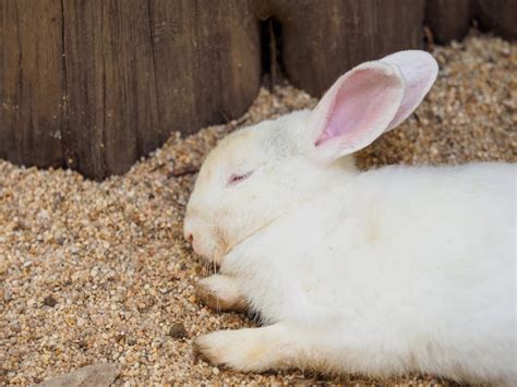 Do Rabbits Hibernate? - Rabbit Facts 2024 - Rabbit Insider