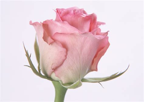 Free Images Single Beautiful Pink Rose 0
