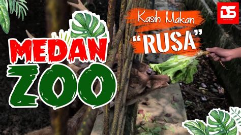 Kebun Binatang Medan Simalingkar - Medan Zoo - YouTube