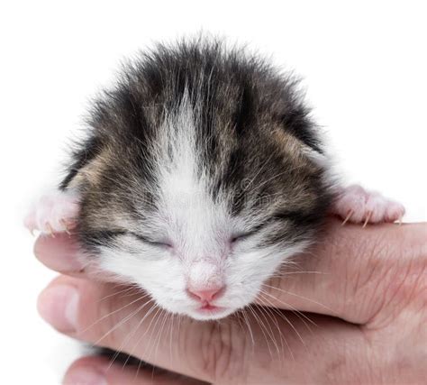 Cute Newborn Kitten Stock Image Image Of Home Cute 40021919