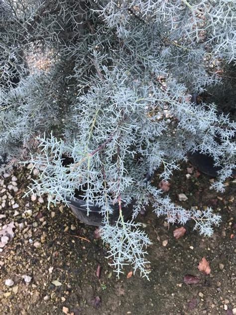 Blue Ice Arizona Cypress Ornamental Gardens To Go Dfw Landscape