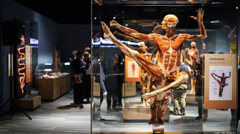 Gunther Von Hagens Body Worlds The Original Exhibition Of Real Human Bodies Warsaw