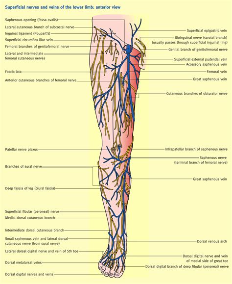 The Femoral Triangle And Superficial Veins Of The Leg Anaesthesia Images And Photos Finder