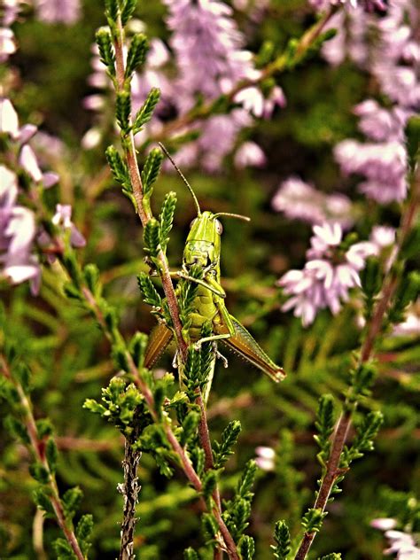 X Wallpaper Green Grasshoppers Peakpx