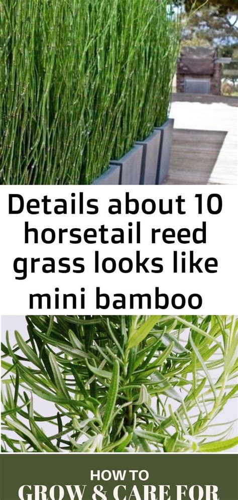 Details About 10 Horsetail Reed Grass Looks Like Mini Bamboo Equisetum