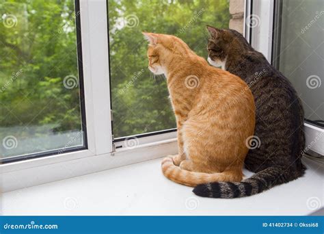 Two Cat Sitting On The Window Sill Stock Photo Image Of Cute