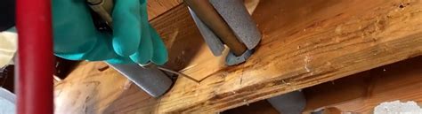 At some point, you might have seen pest control companies roaming around your apartment complex, but have ever wondered how these pest control experts treat apartments infested with roaches or rats? How To Identify And Treat Dry Wood Termites - UNIPEST ...