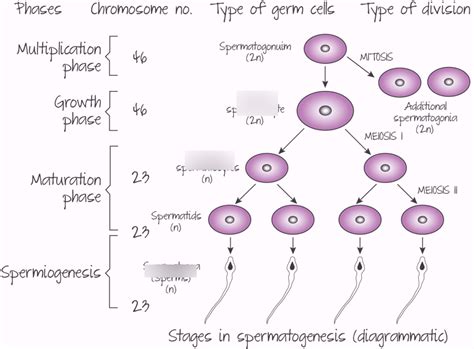 Spermatogenesis Diagram