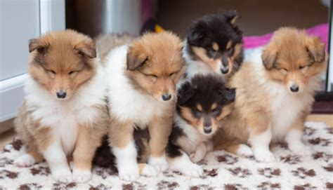 Rough Collie Puppies For Sale In The Uk