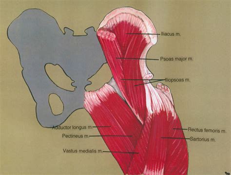 Muscle movements, types, and names. Muscles In Hip Area : Hip Pain Explained Including Structures Anatomy Of The Hip And Pelvis ...