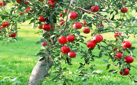 Yeshua God Song Of Solomon Under The Apple Tree