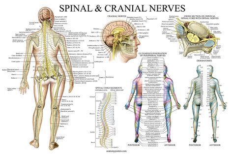 Spinal Nerves Anatomical Chart Spine And Cranial Nervous System Anatomy Poster With