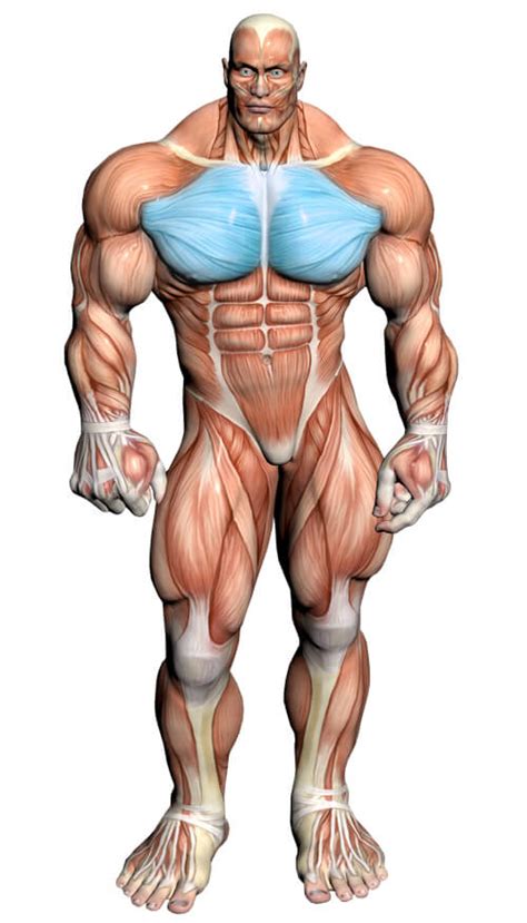 Skeletal muscle is the only voluntary muscle tissue in the human body—it is controlled consciously. Incline Dumbbell Bench Press: Video Exercise Guide & Tips