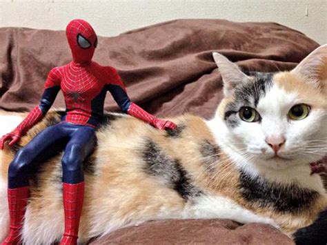 Spider Man Is Actually A Cat Person Bored Panda