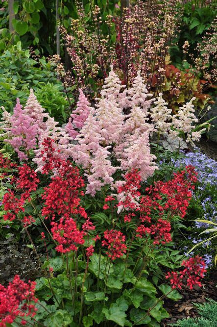 Great Perennials For Shade All Of Them Deer Resistant Deer Resistant Perennials Deer
