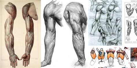Character Design Collection Arms Anatomy Daily Art References Arm Anatomy Character