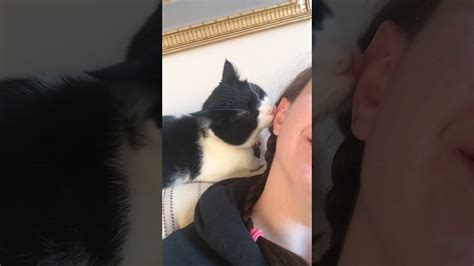 Kitty Gives Kisses Youtube